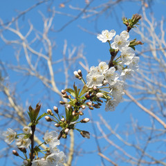 a close up of bright white apple blossom flowers with budding green spring leaves against a bright blue sunlit sky