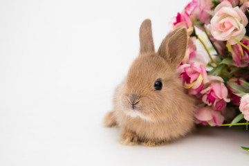 Cute little rabbit.
