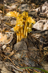 Mushroom monōtropa hypōpitys