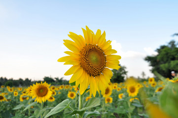 Obraz premium Beautiful yellow sunflower field