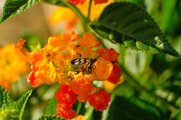 Lantana camara is a species of flowering plant within the verbena family (Verbenaceae).