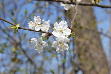Schön: Weiße Blüten auf einem Apfelbaum