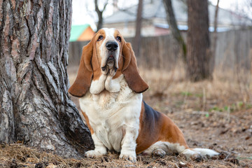 Basset Hound dog in the forest on the hunt