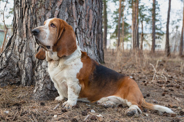 Naklejka na ściany i meble Basset Hound dog in the forest on the hunt