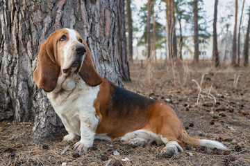 Basset Hound dog in the forest on the hunt