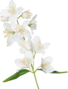 illustration with white isolated jasmine branch in bloom
