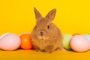 Fototapeta na wymiar Easter bunny rabbit with egg
