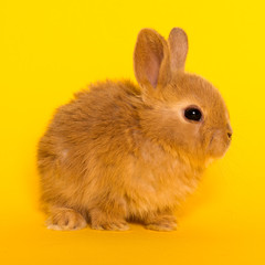 Bunny funny rabbit