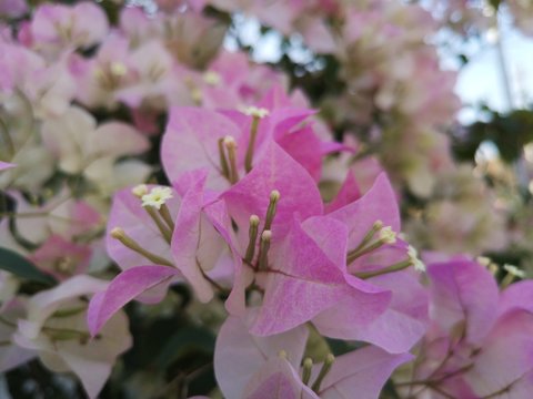 Fresh bougainvillea flowers in the park.