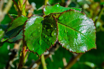 closeup rose leaf with dew drops, beautiful natural background