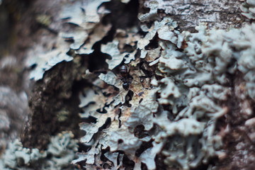 lichen on tree bark macro and  ants life