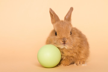 Easter bunny rabbit with egg.