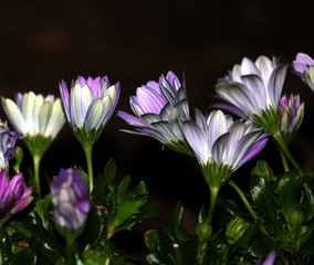 Blüten bei Nacht