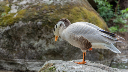 Bar-headed goose Anser indicus A young person at a mountain waterfall