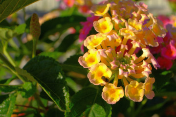 Lantana camara is a species of flowering plant within the verbena family (Verbenaceae).