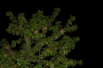 Fototapeta na wymiar Kirschbaum bei Nacht