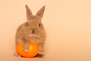 Fototapeta na wymiar Easter bunny rabbit with egg.