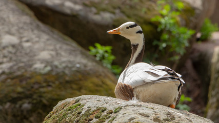 Bar-headed goose Anser indicus A young person at a mountain waterfall