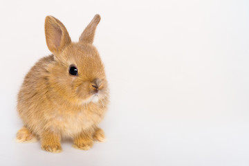Bunny funny rabbit