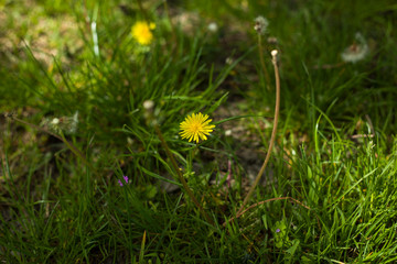 Dandelions on a green meadow in a forest