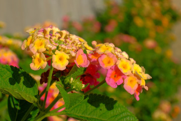Lantana camara is a species of flowering plant within the verbena family (Verbenaceae).