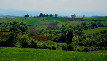 Fototapeta na wymiar landscape with green fields and trees