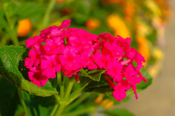Fototapeta premium Lantana camara is a species of flowering plant within the verbena family (Verbenaceae).