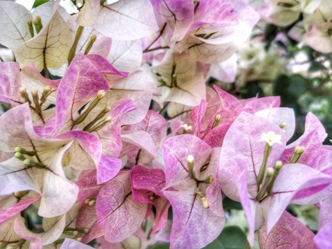Fresh bougainvillea flowers in the park.