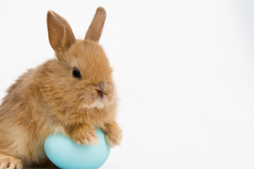 Easter bunny rabbit with eggs.