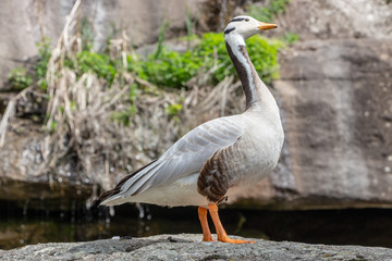 Bar-headed goose Anser indicus A young person at a mountain waterfall