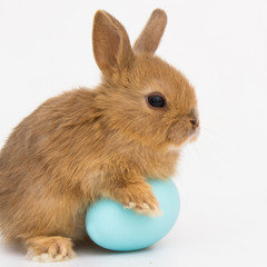 Obraz premium Easter bunny rabbit with eggs.