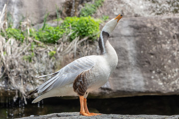 Bar-headed goose Anser indicus A young person at a mountain waterfall