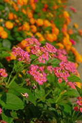 Lantana camara is a species of flowering plant within the verbena family (Verbenaceae).