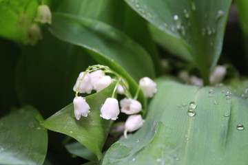 Dew, water drops on the leaves of Convallaria majalis common Lily of the valley 