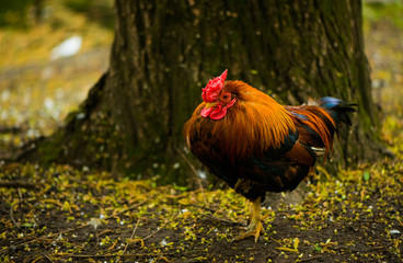 rooster on a ground at big park tree 
