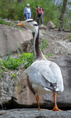 Bar-headed goose Anser indicus A young person at a mountain waterfall