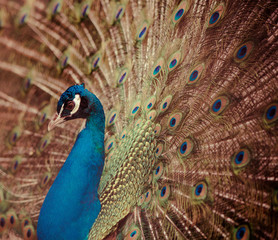 Fototapeta premium beautiful peacock with colorful tail on background