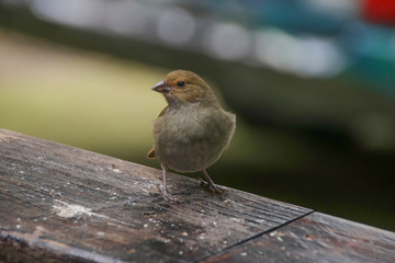 Lesser Antillean Gimpel (Loxigilla Noctis) in rain forest, Female, St. Lucia - Lesser Antilles