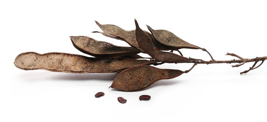 Acacia tree seeds isolated on white background