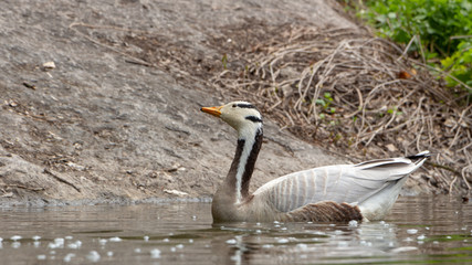 Bar-headed goose Anser indicus A young person at a mountain waterfall