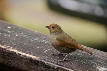 Lesser Antillean Gimpel (Loxigilla Noctis) in the rain forest, Female, St. Lucia - Lesser Antilles