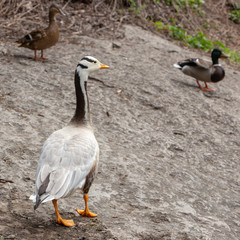 Bar-headed goose Anser indicus A young person at a mountain waterfall