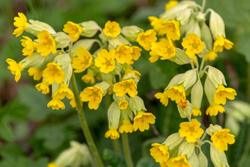 Fototapeta premium Macrophotographie de fleur sauvage - Primula veris