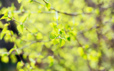 Beautiful young spring green leaves on faded blurred background. Copy space.