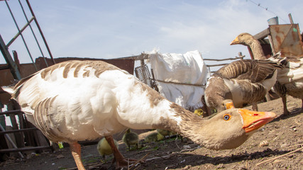 Aggressive home goose, next to small yellow goslings. Against the background of household.