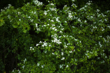 Fototapeta na wymiar Mountain shrubs in the spring