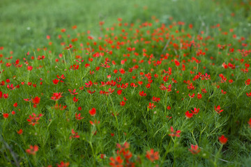 Meadow with red wild flowers