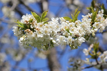 Blütenmeer: Weiße Blüten vom Apfelbaum