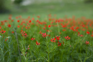 Meadow with red wild flowers