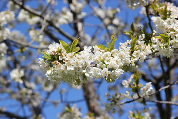 Prachtvoll: Blüten auf einem Apfelbaum